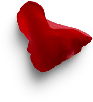 rose1 rose1