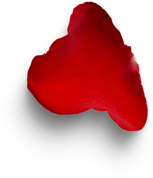 rose2 rose2