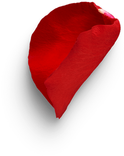 rose3 rose3