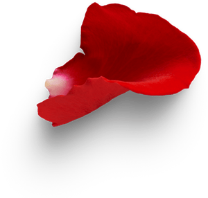 rose4 rose4